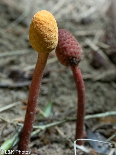 Fungo — Bild 4