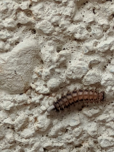 Dai piedi a spazzola — Bild 5