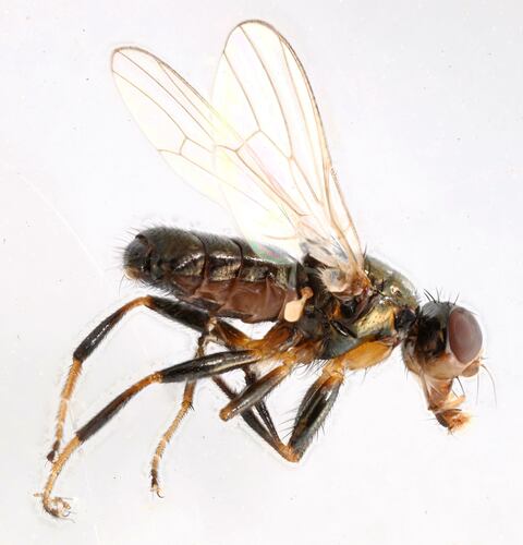 Piofila Casei — Bild 5