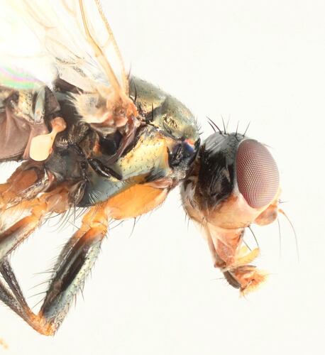 Piofila Casei — Bild 3