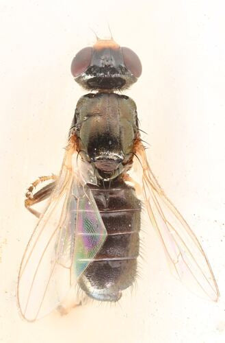 Piofila Casei — Bild 4