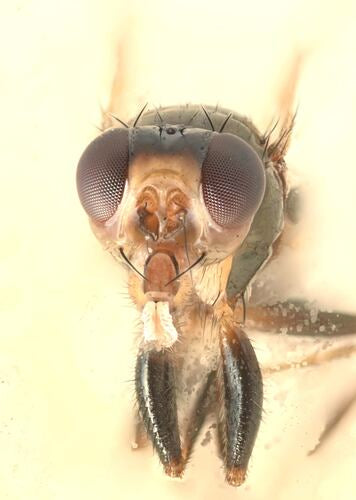 Piofila Casei — Bild 2