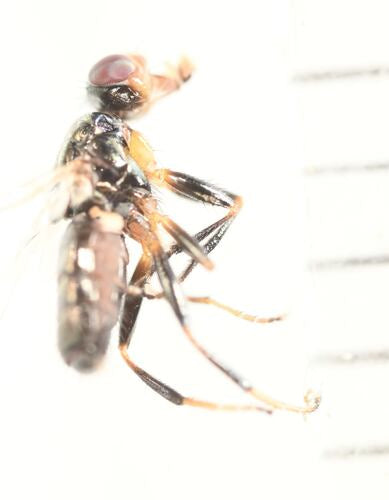 Piofila Casei — Bild 1