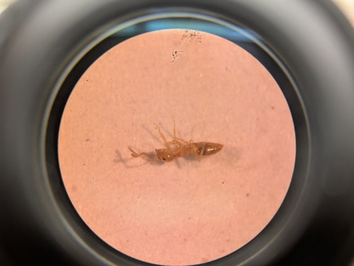 Plagiolepis alluaudi — foto 5 di 8