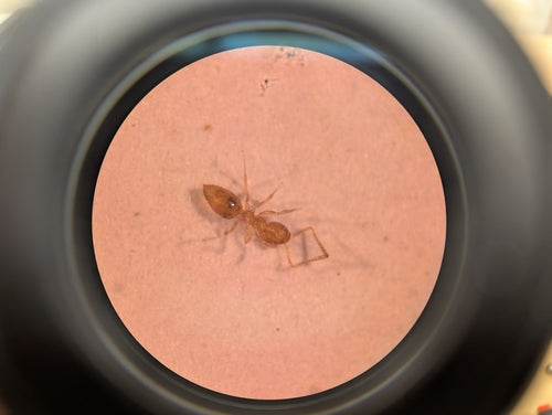 Plagiolepis alluaudi — foto 4 di 8
