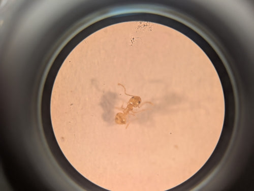 Plagiolepis alluaudi — foto 3 di 8
