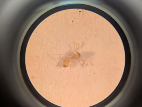 Plagiolepis alluaudi — foto 2 di 8