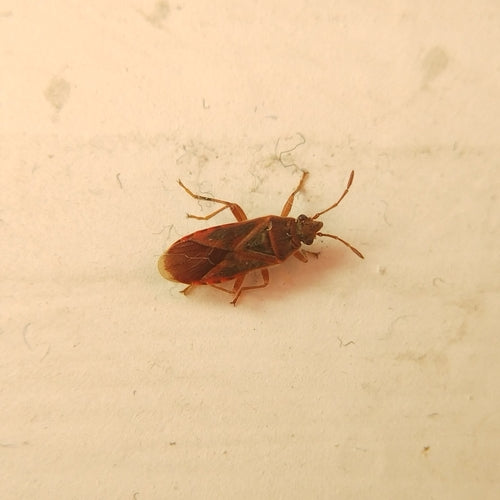 Cimice del sicomoro — Bild 3