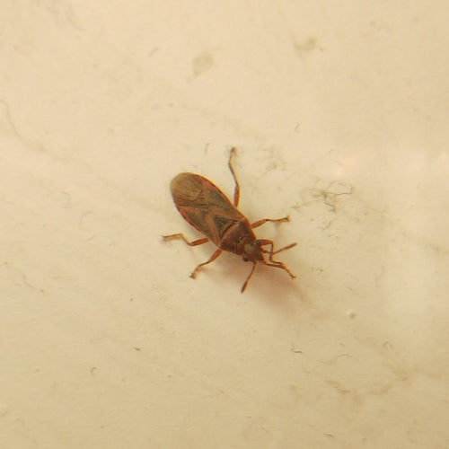 Cimice del sicomoro — Bild 2