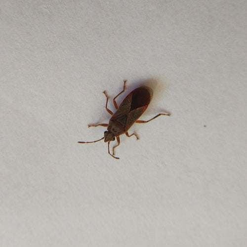 Cimice del sicomoro — Bild 1