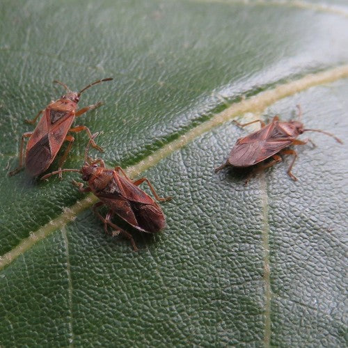 Cimice del sicomoro — Bild 5