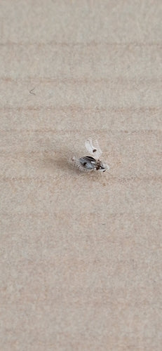 Bug web del sicomoro — Bild 5