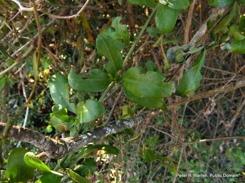 Plumbago — Bild 5