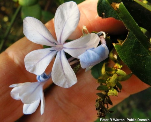 Plumbago — Bild 4