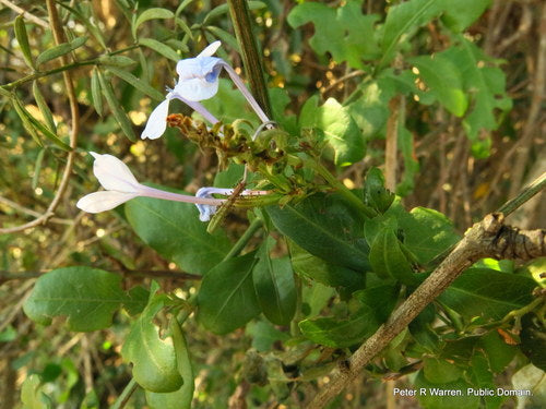 Plumbago — Bild 3