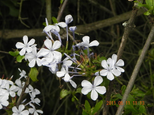 Plumbago — Bild 2