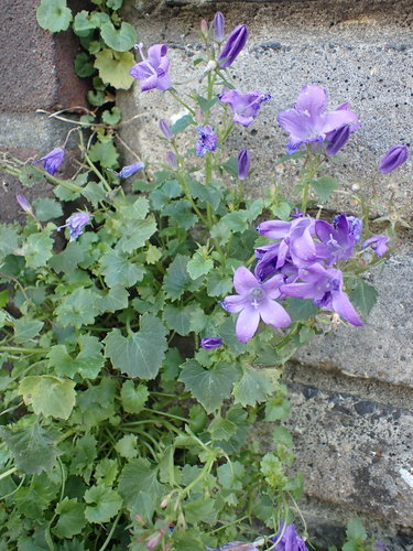 Campanula da cuscino — Bild 4