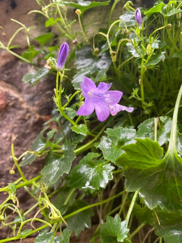 Campanula da cuscino — Bild 3