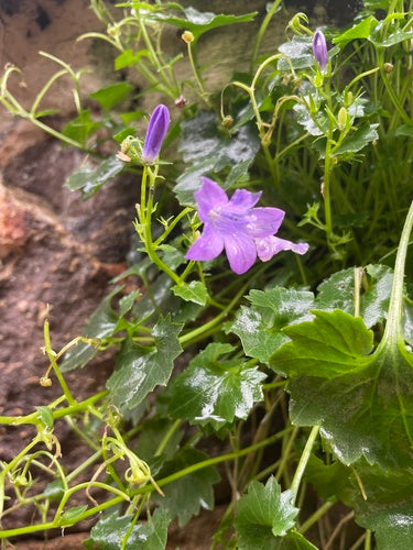 Campanula da cuscino — Bild 2