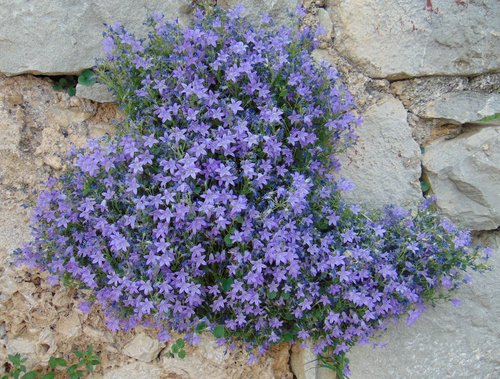 Campanula da cuscino — Bild 5