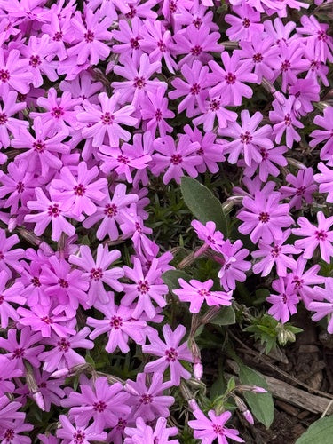 Flox da tappezzeria — Bild 2