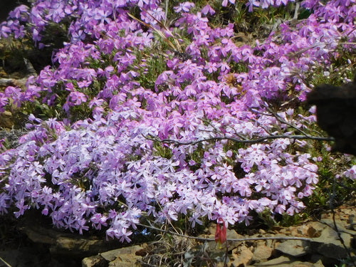 Flox da tappezzeria — Bild 5