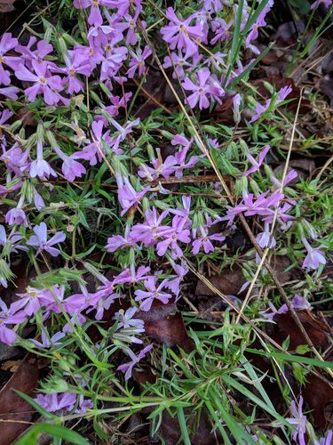 Flox da tappezzeria — Bild 4