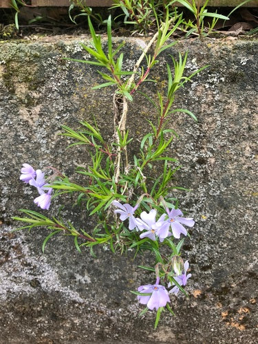 Flox da tappezzeria — Bild 3