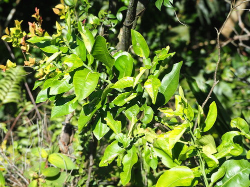 arancia amara — Bild 2