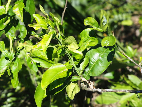 arancia amara — Bild 1