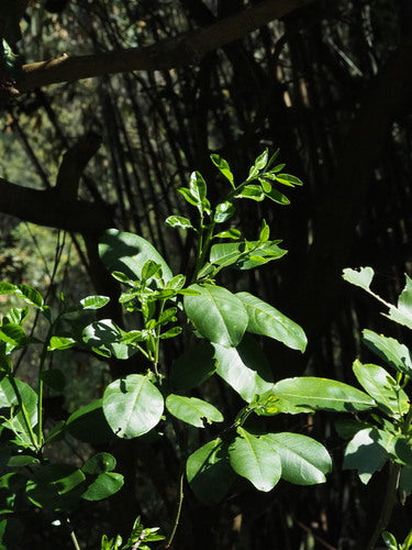 arancia amara — Bild 5