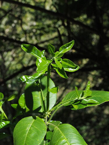 arancia amara — Bild 4