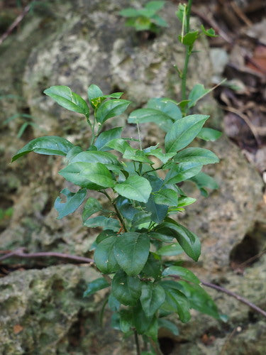 arancia amara — Bild 3