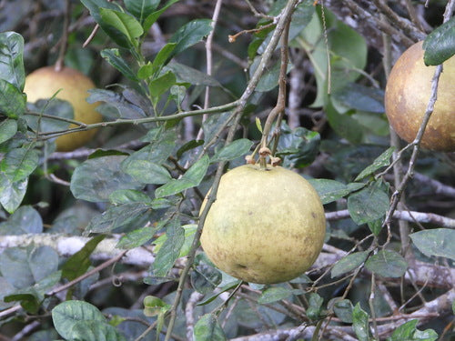 arancia amara — foto 5 di 8