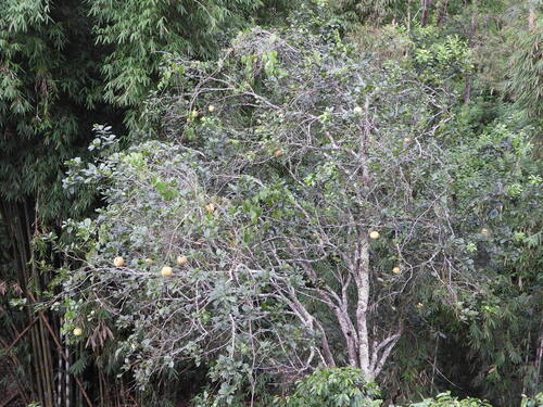 arancia amara — foto 4 di 8