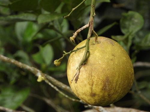 arancia amara — foto 3 di 8