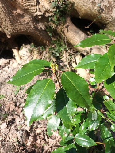 Alloro ciliegino portoghese — Bild 5