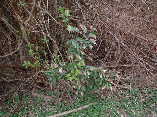 Alloro ciliegino portoghese — Bild 3