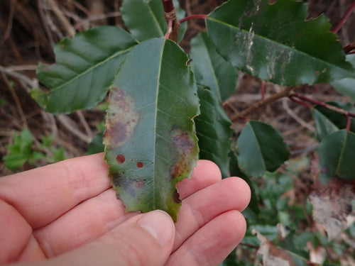 Alloro ciliegino portoghese — Bild 1