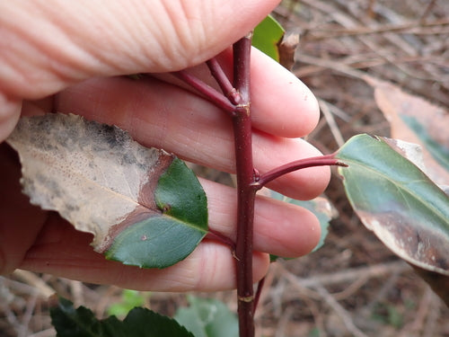 Alloro ciliegino portoghese — Bild 2
