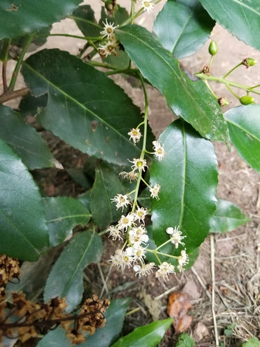 Alloro ciliegino portoghese — Bild 1