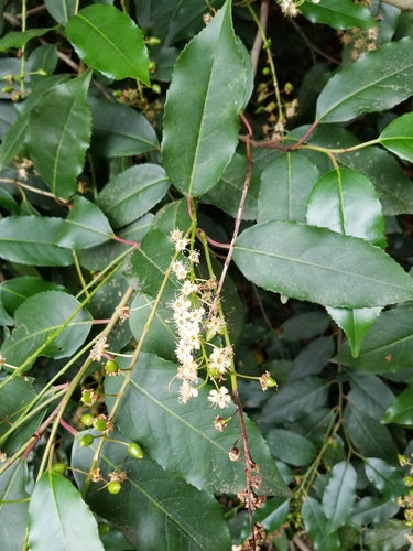 Alloro ciliegino portoghese — Bild 2
