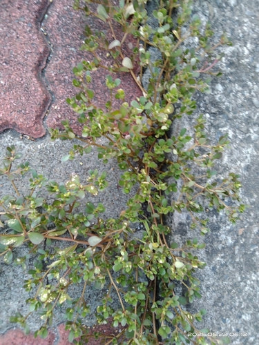 Portulaca — Bild 3