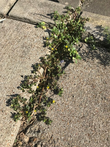 Portulaca — Bild 5