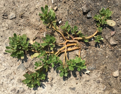 Portulaca — Bild 4