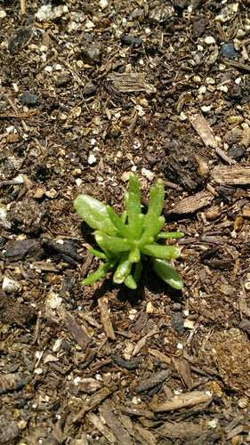 Rose di portulaca — Bild 4