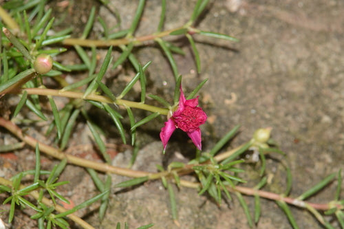 Rose di portulaca — Bild 2