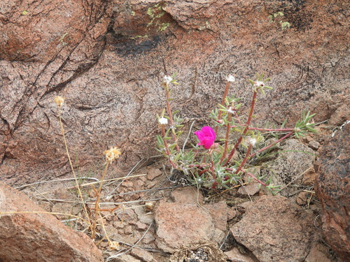 Rose di portulaca — Bild 3