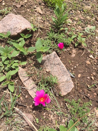Rose di portulaca — Bild 5