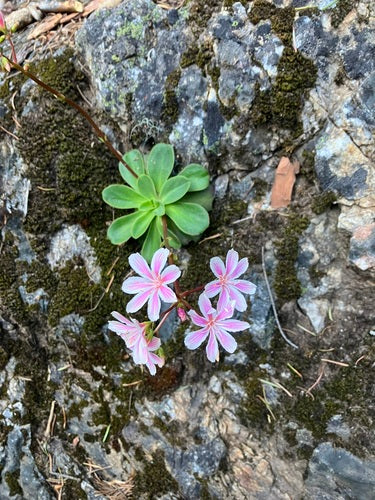 Rose in porcellana — Bild 2